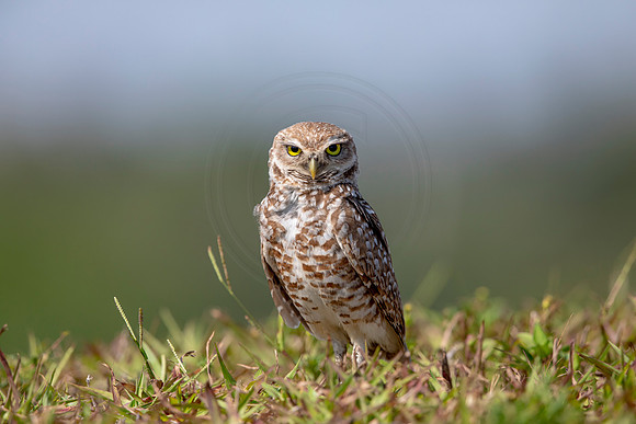 879 burrowing owl (6F3A2230) April 17, 2021