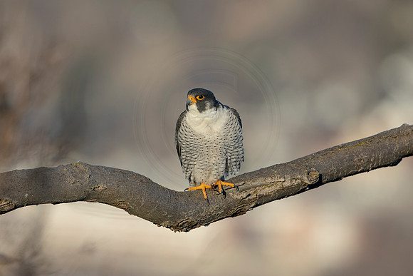 176 peregrine falcon (AF3A3135) March 7, 2021