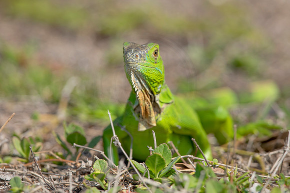 465 iguana (6F3A8936) April 15, 2021