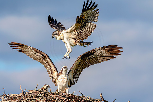Osprey in Crown Point