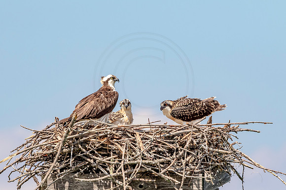 Osprey in Crown Point