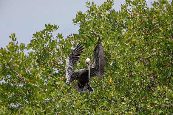 330 pelican (6F3A8219) April 15, 2021