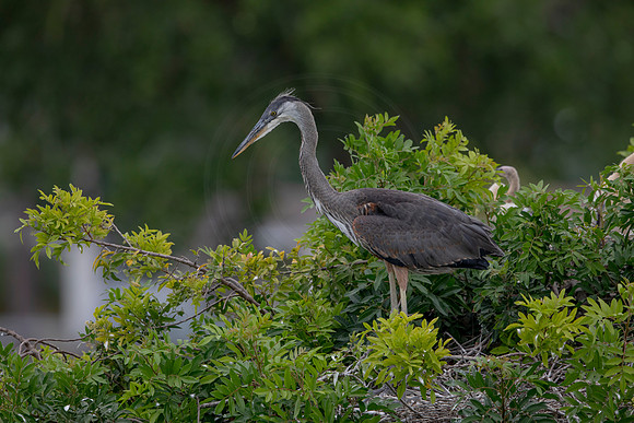 1173 gbh (6F3A4823) April 18, 2021