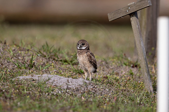 1246 burrowing owl (6F3A5921) April 18, 2021