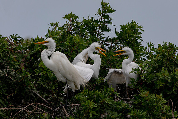 1168 egret (6F3A4798) April 18, 2021