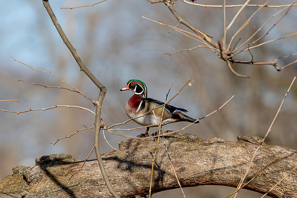 313 wood duck (AF3A4684) March 20, 2021