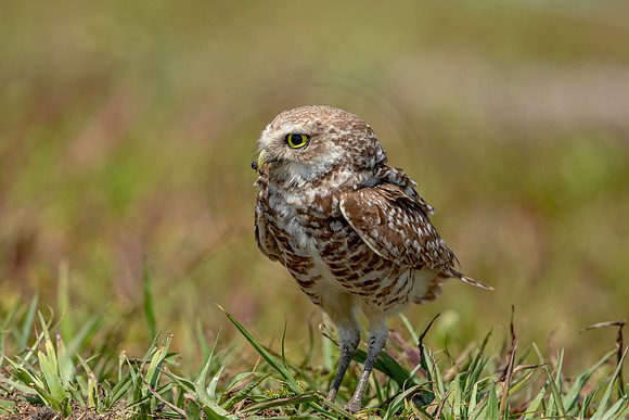 850 burrowing owl (6F3A2072) April 17, 2021