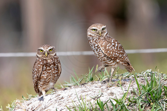 590 burrowing owl (6F3A0345) April 17, 2021