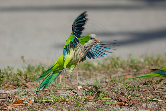 1224 monk parakeet (6F3A5640) April 18, 2021