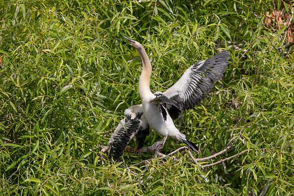 1149 anhinga (6F3A4600) April 18, 2021