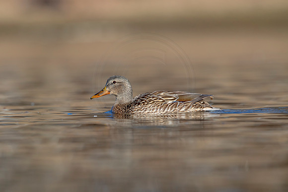 300 mallard (AF3A4607) March 20, 2021