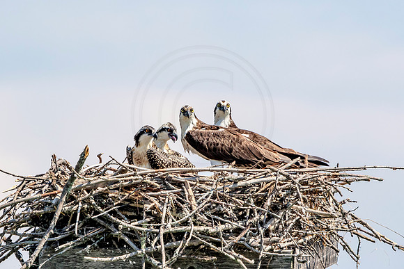 Osprey in Crown Point