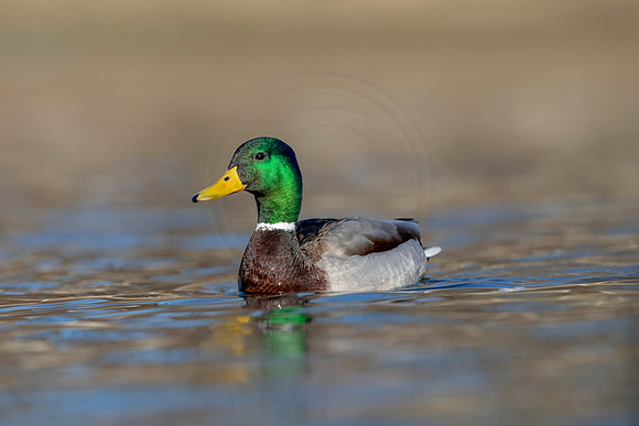 284 mallard (AF3A4522) March 20, 2021