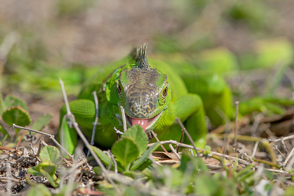 464 iguana (6F3A8932) April 15, 2021