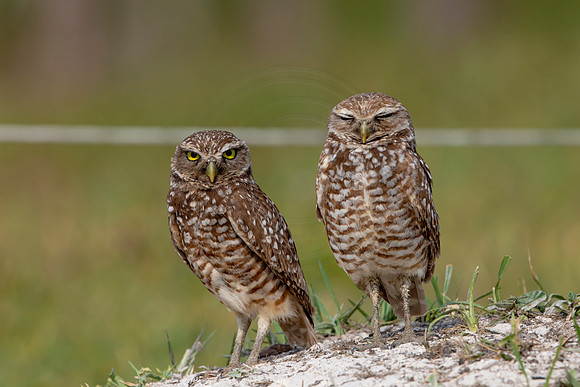 633 burrowing owl (6F3A0615) April 17, 2021