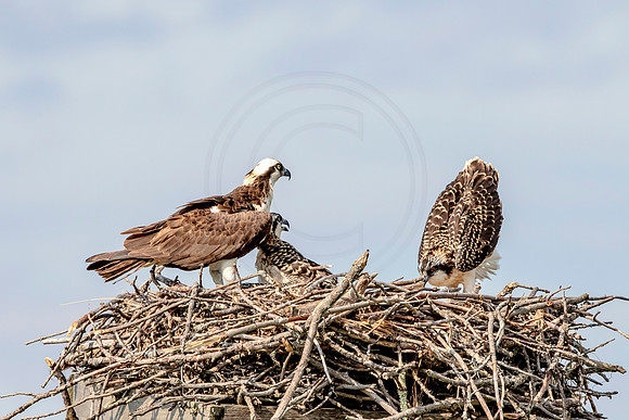 Osprey in Crown Point
