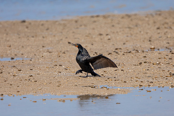 236 cormorant (6F3A7206) April 15, 2021