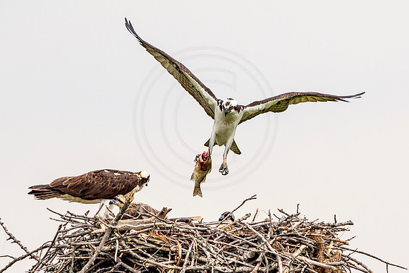 Osprey in Crown Point
