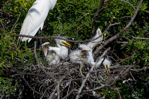1092 egret (6F3A4034) April 18, 2021