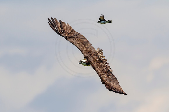 Osprey in Crown Point