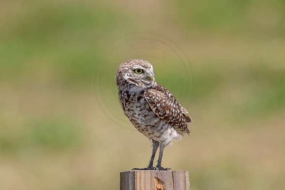 742 burrowing owl (6F3A1470) April 17, 2021