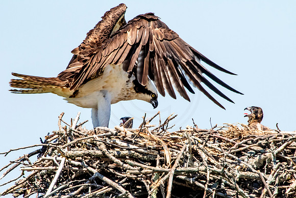 Osprey in Crown Point