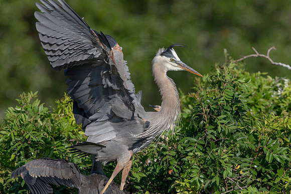 981 gbh (6F3A2987) April 18, 2021