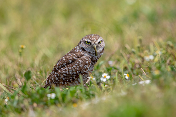 724 burrowing owl (6F3A1362) April 17, 2021