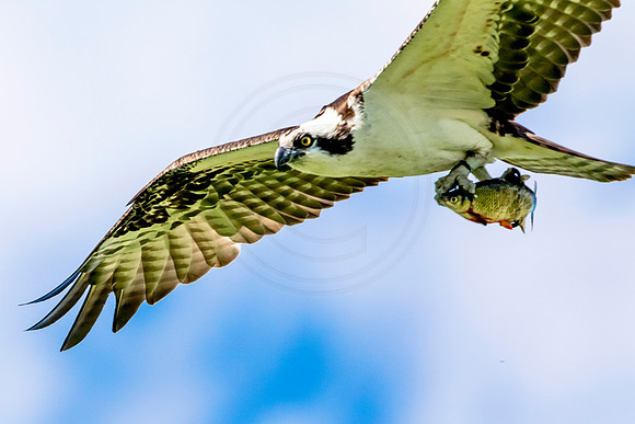 Osprey in Crown Point