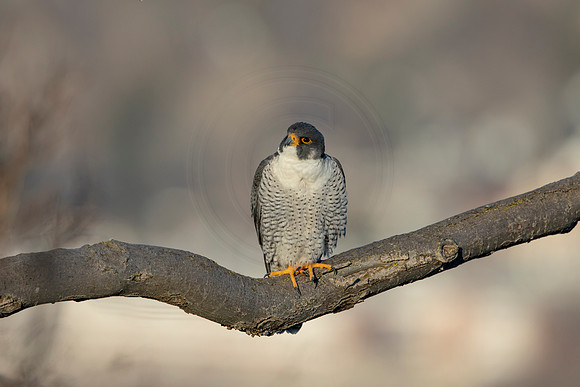 180 peregrine falcon (AF3A3148) March 7, 2021