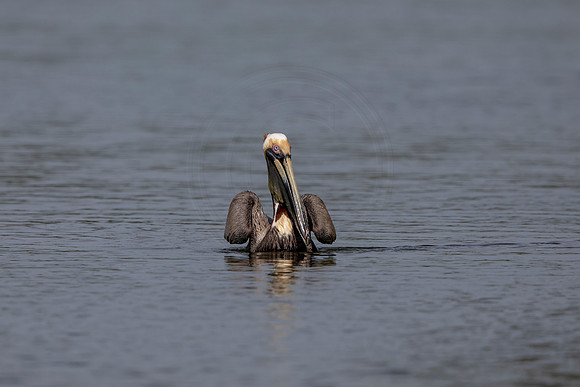 425 pelican (6F3A8713) April 15, 2021
