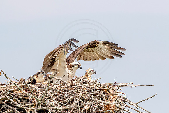 Osprey in Crown Point