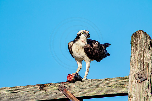 Osprey in Crown Point