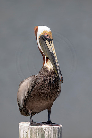 381 pelican (6F3A8434) April 15, 2021
