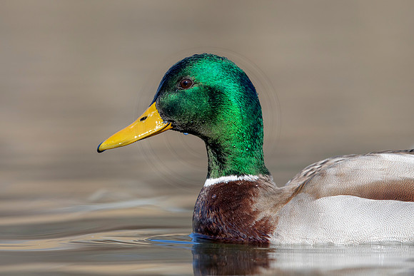 320 mallard (AF3A4815) March 20, 2021