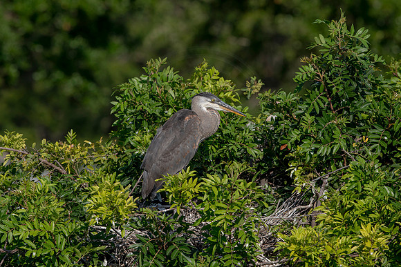 992 gbh (6F3A3072) April 18, 2021