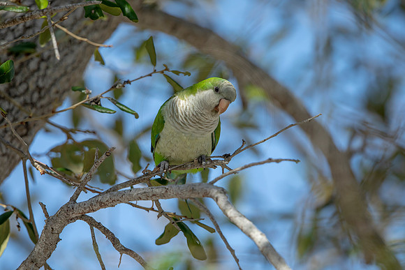 1232 monk parakeet (6F3A5798) April 18, 2021