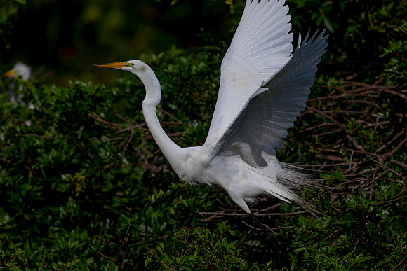 1007 egret (6F3A3293) April 18, 2021