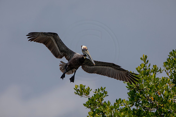328 pelican (6F3A8216) April 15, 2021