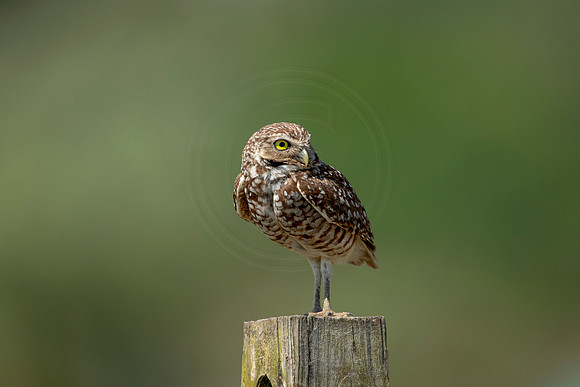 853 burrowing owl (6F3A2087) April 17, 2021