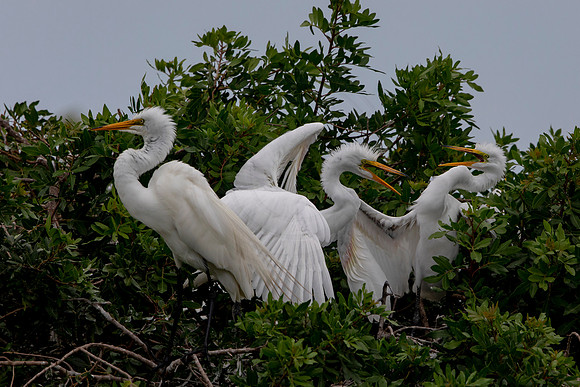 1169 egret (6F3A4800) April 18, 2021