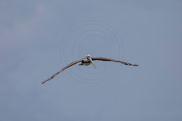 324 pelican (6F3A8188) April 15, 2021