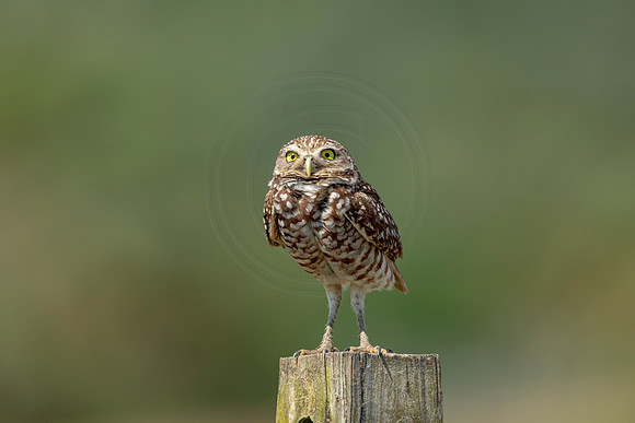 855 burrowing owl (6F3A2091) April 17, 2021