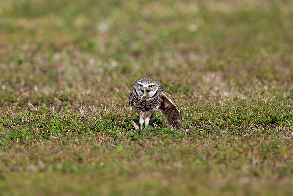 563 burrowing owl (6F3A0114) April 17, 2021
