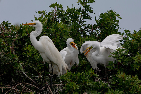 1170 egret (6F3A4811) April 18, 2021
