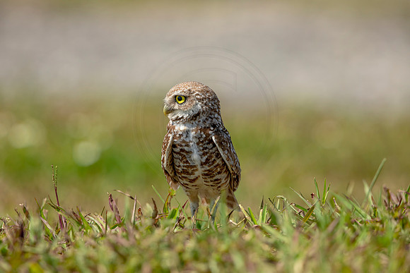 862 burrowing owl (6F3A2120) April 17, 2021