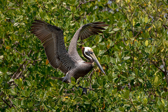 313 pelican (6F3A8046) April 15, 2021