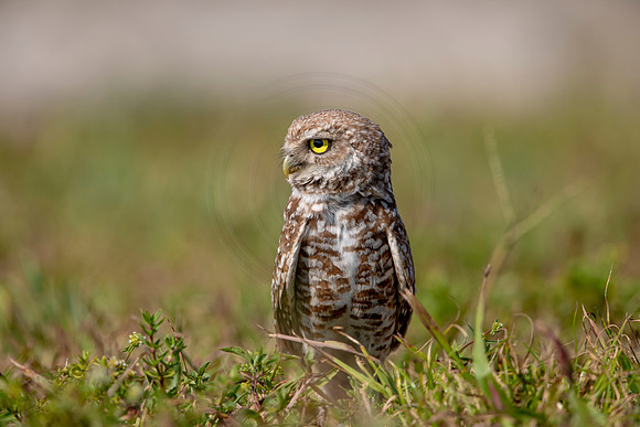 895 burrowing owl (6F3A2356) April 17, 2021