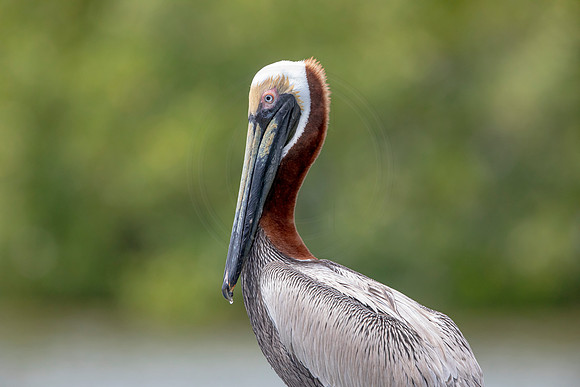 319 pelican (6F3A8165) April 15, 2021