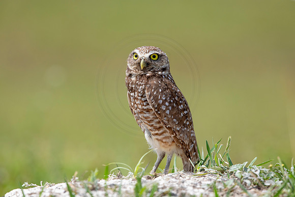 705 burrowing owl (6F3A1243) April 17, 2021